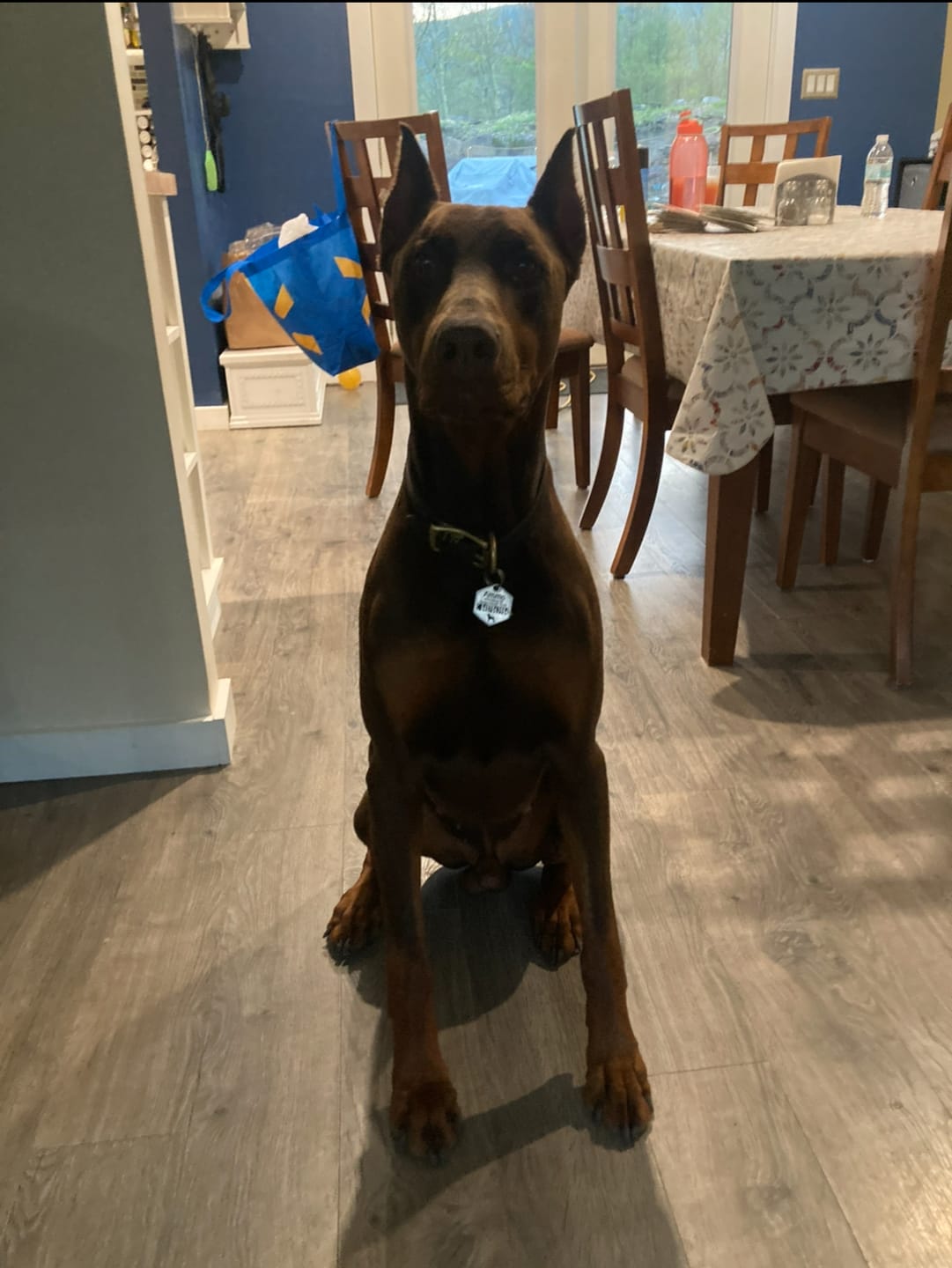 Customer photo review of Hollow-carved Dog ID Tags