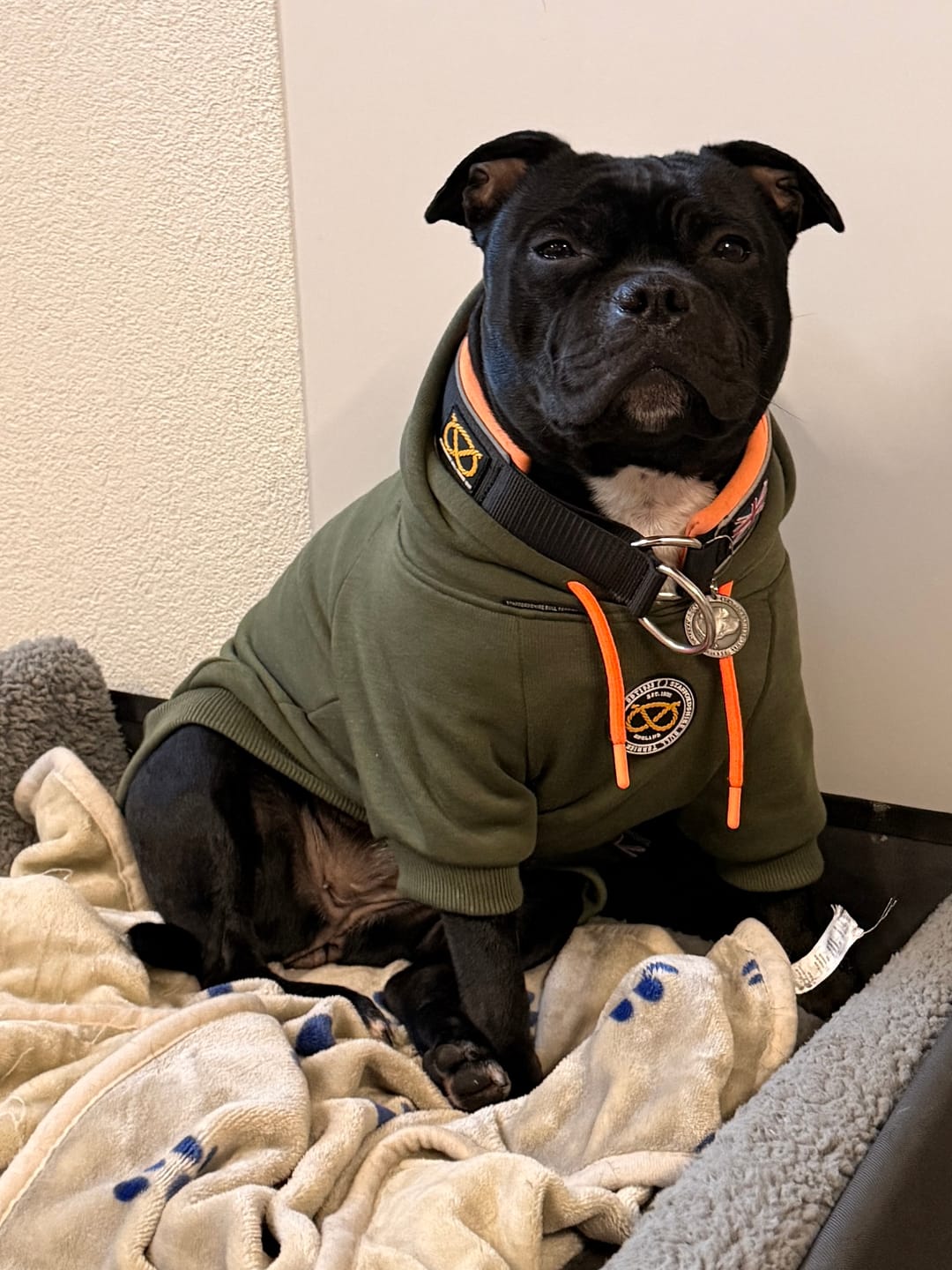 Customer photo review of Staffordshire Bull Terrier 1935® Hoodies - Green