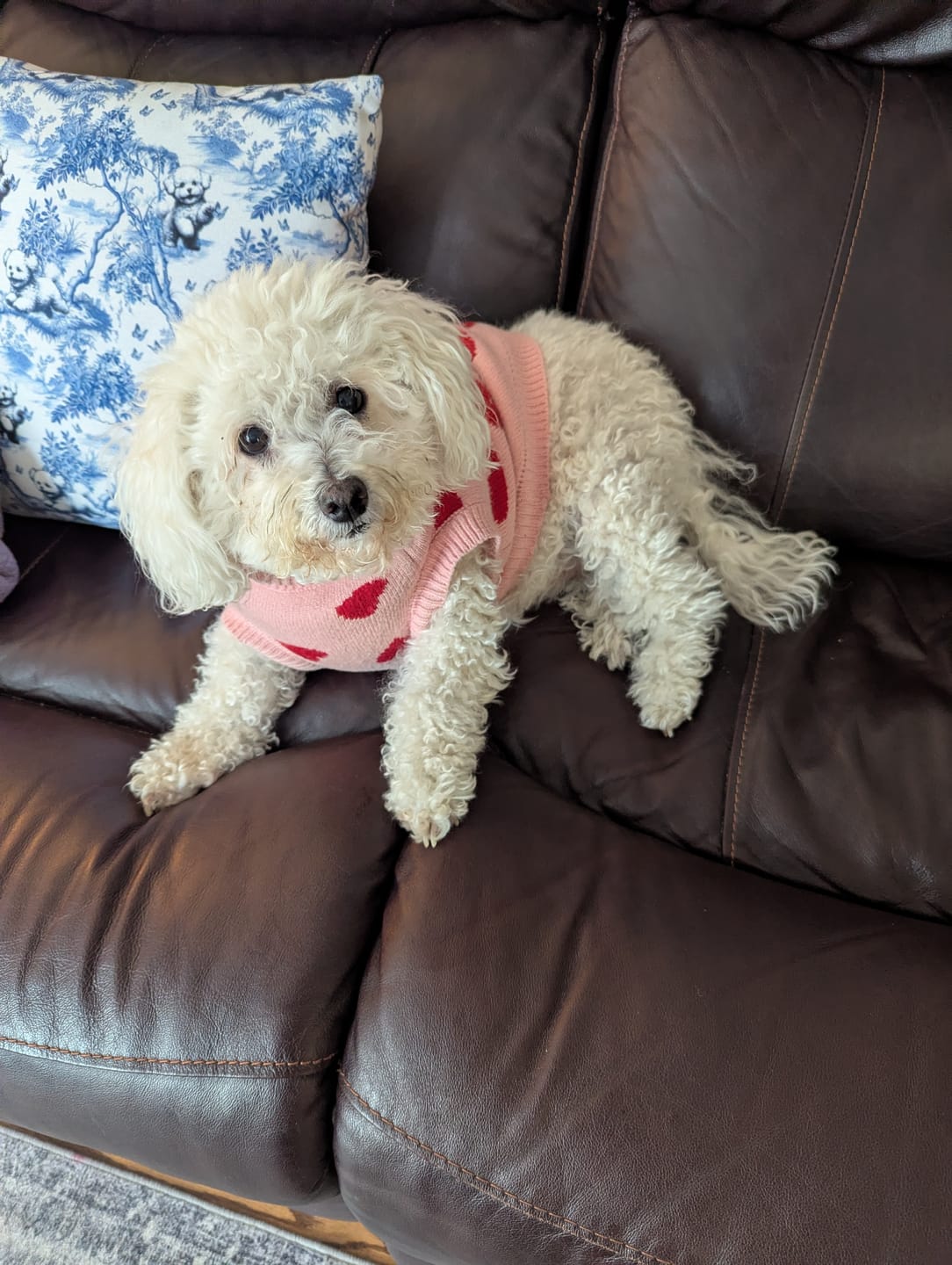 Customer photo review of Hearts Knit Dog Sweater