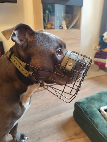 Customer photo review of „All in one“ Maulkorb