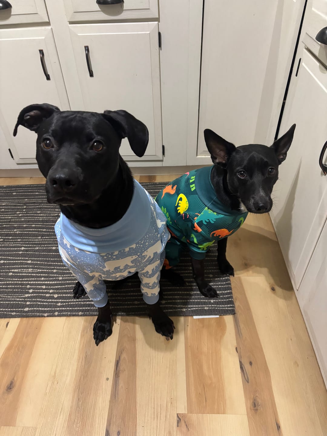 Customer photo review of Dog Pajama - Dinosaurs