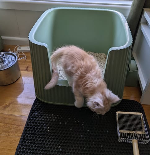 Customer photo review of Michu Tofu Cat Litter Gen3 6L- Dust-Free and Natural Clumping Tofu-Based Formula for Easy Cleanup