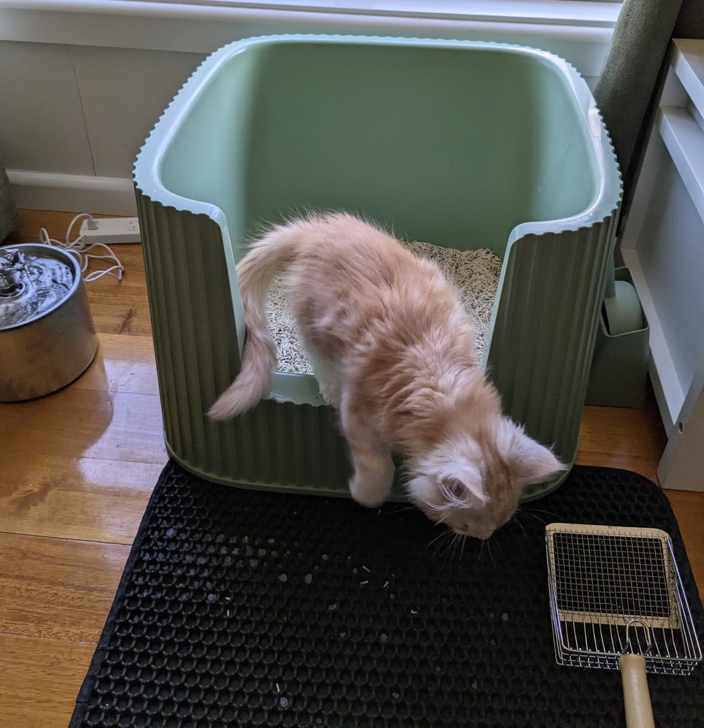 Customer photo review of Michu Tofu Cat Litter Gen3 6L- Dust-Free and Natural Clumping Tofu-Based Formula for Easy Cleanup