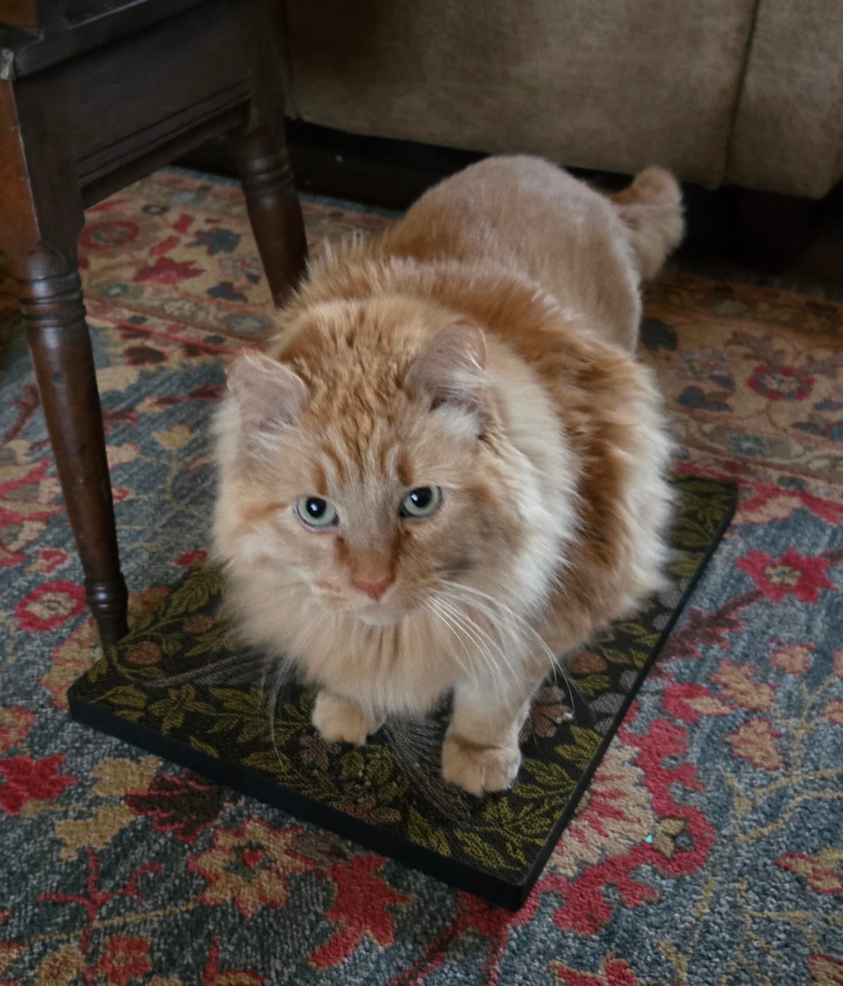Customer photo review of Strawberry Vine - Luxury Cat Scratching Board
