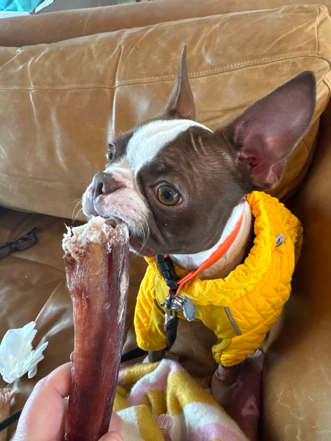 Customer photo review of 12 Inch Monster Bully Stick