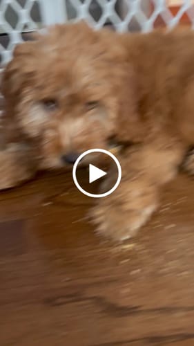 Customer video review of Long-Lasting Yak Chews — 4 Flavor Pack