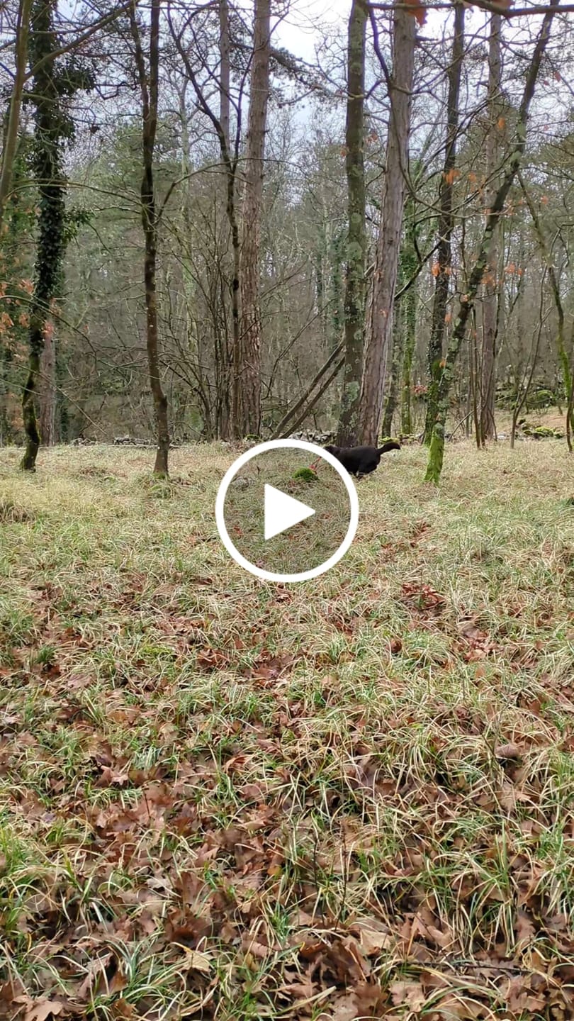 Customer video review of Crocchette Controllo del Peso e Articolazioni al Pesce Bianco - Cane Adulto - Proteine idrolizzate - Grain Free
