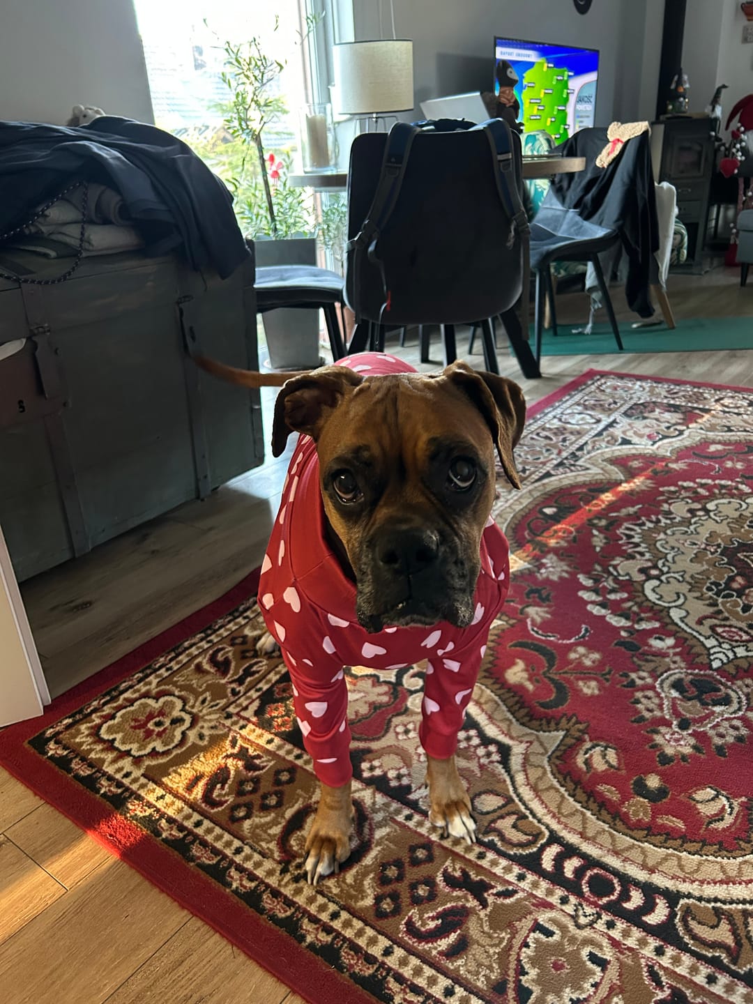 Customer photo review of Dog Pajama - Red Hearts