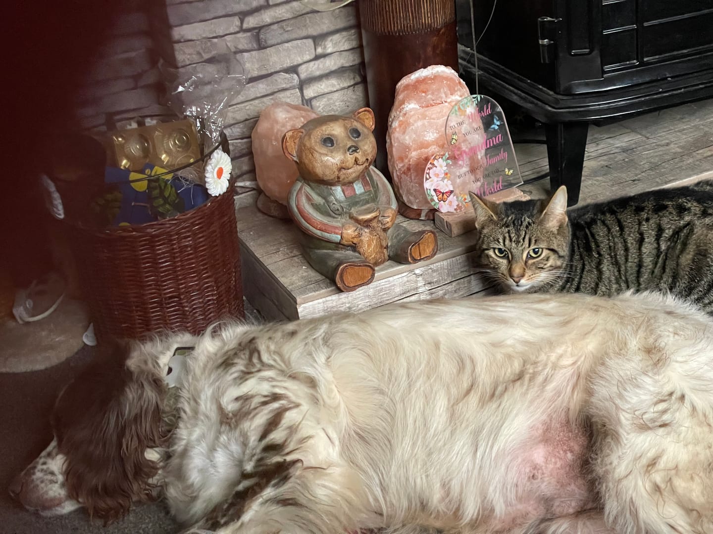Customer photo review of Total Urinary Care Supplement For Dogs