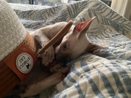 Customer photo review of Instinct Basket | Handwoven & Chemical-Free Cat Territory