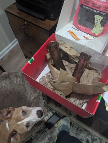 Customer's tan and white dog looking hopefully at an open Large Dog Black Friday Bundle box.