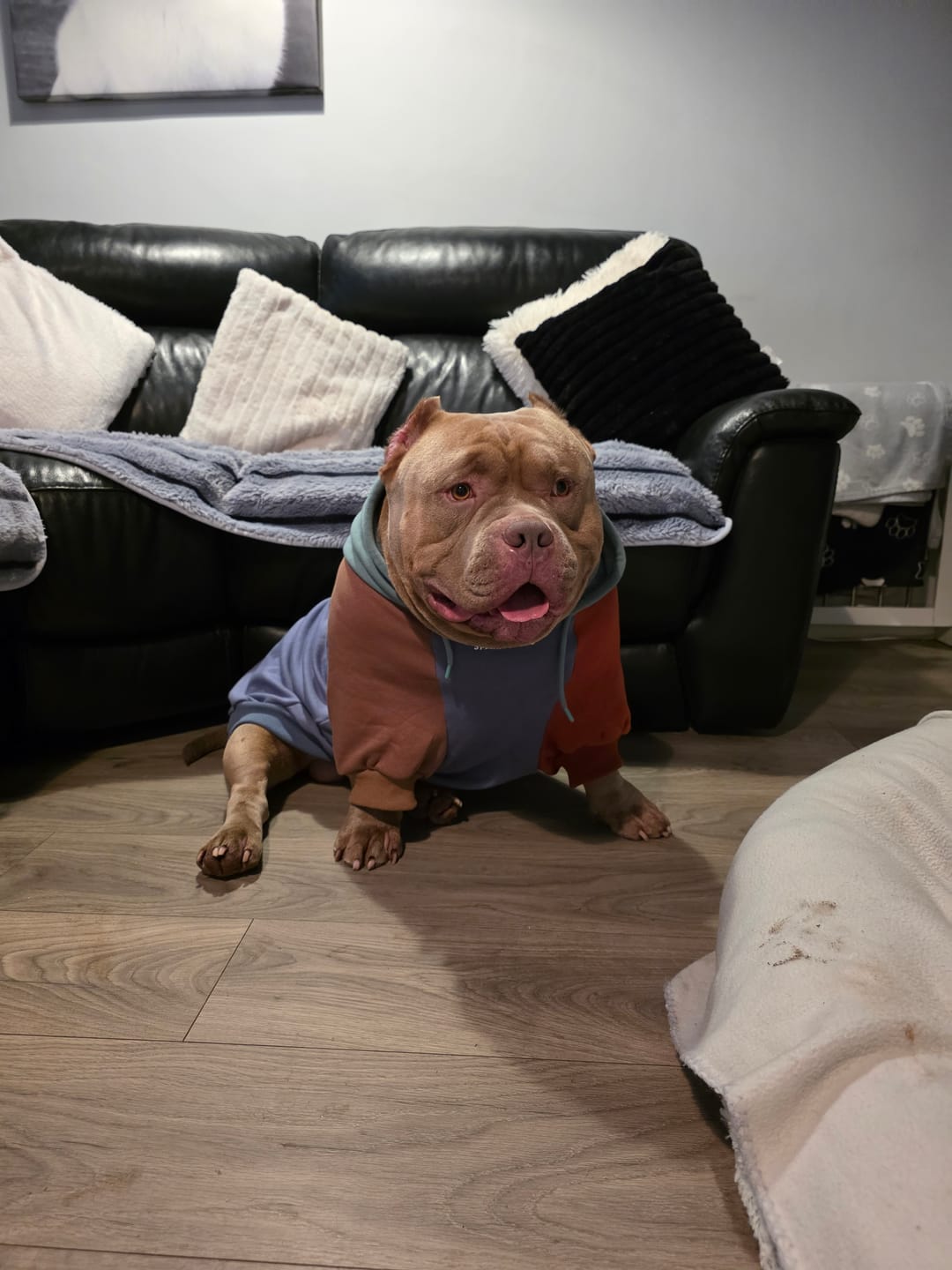 Customer photo review of Alpine Dog Hoodie