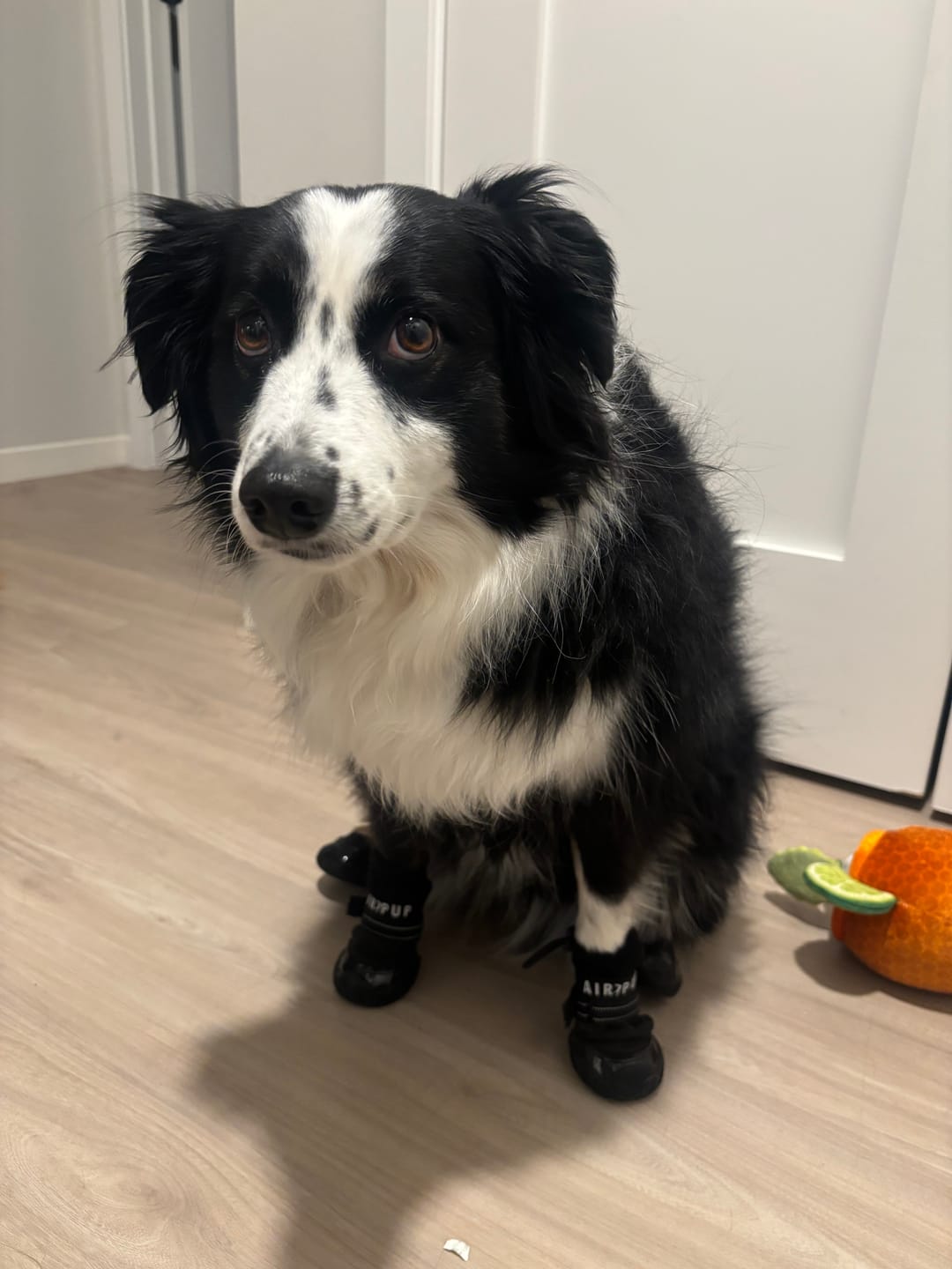 Customer photo review of AIR PUP DOG BOOTS - SET OF 4