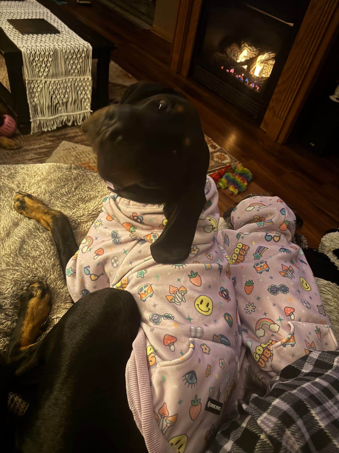 Customer photo review of Good Vibes Dog Hoodie - Purple