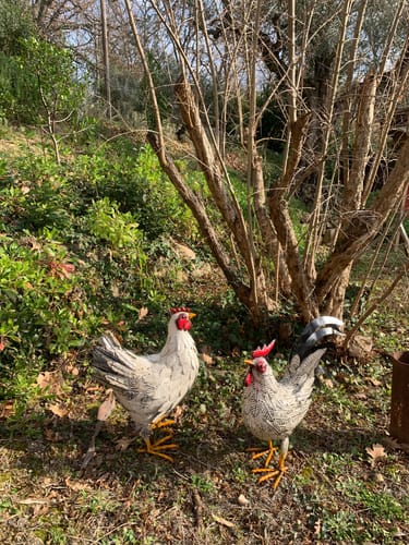 Customer photo review of Gallina Decorativa in Ferro Bicolore