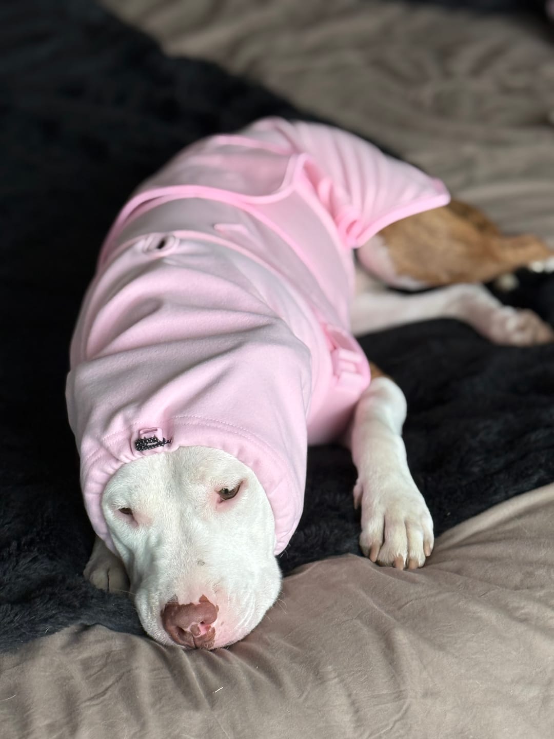 Customer photo review of Anxiety Calming Suit