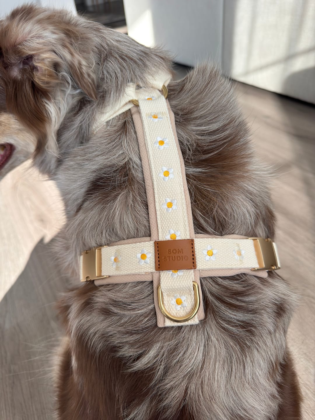 Customer photo review of Daisy Dog Harness