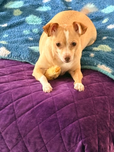 Customer photo review of Iron Paws Premium Dog Supplement