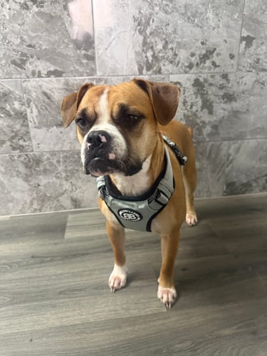 Customer's dog standing indoors wearing the metal grey Comfort Premium Harness.