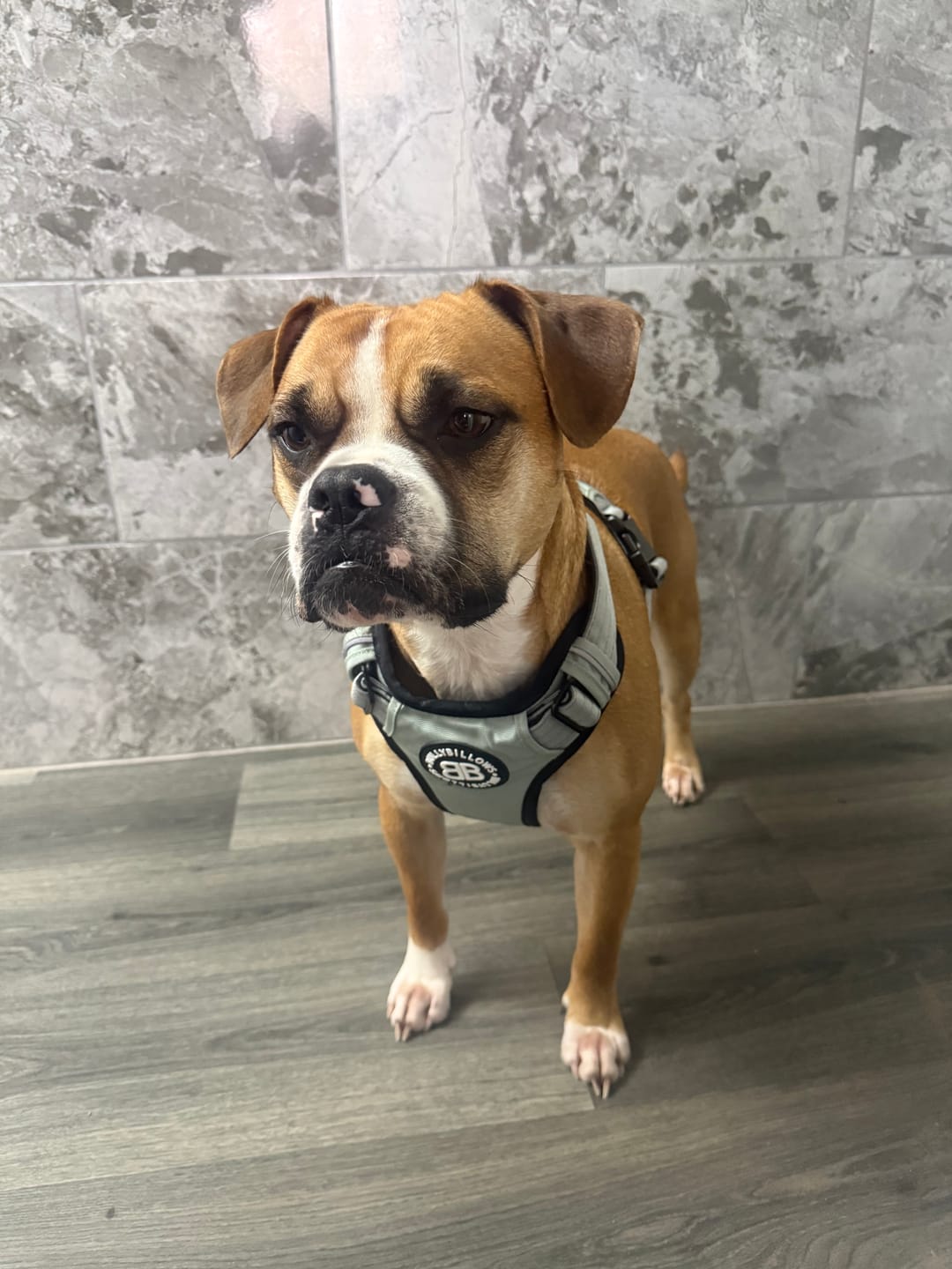 Customer photo review of Comfort Premium Harness | Non Restrictive - Metal Grey