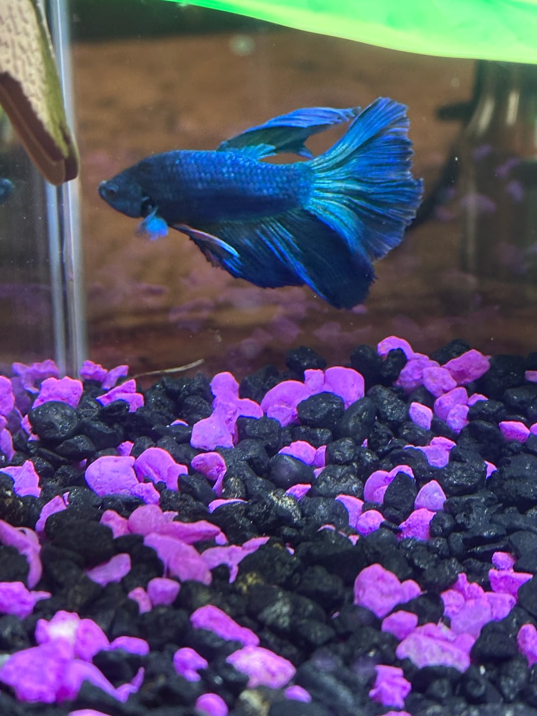 Customer photo review of Super Blue Halfmoon Male Betta Fish
