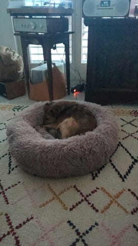 Customer photo review of Puppery Hundebett Wolke 7 - Das Original