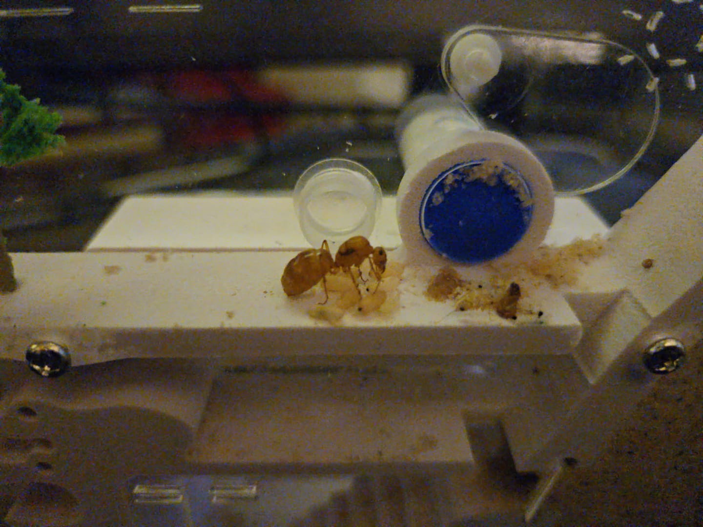 Customer photo review of Gold Honeypot Ants (Myrmecocystus mexicanus)