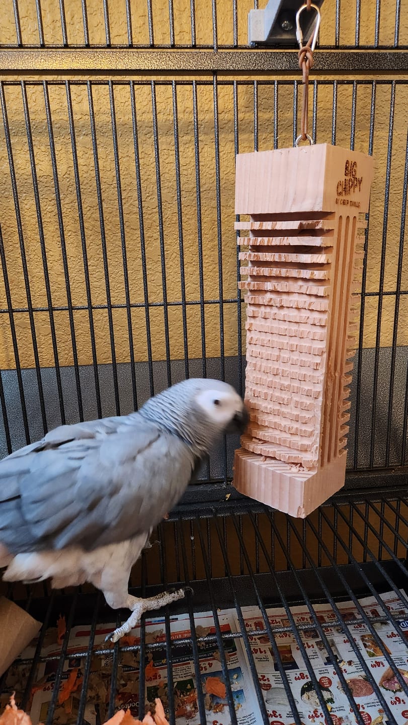 Customer photo review of Big Chippy - The Ultimate Toy For Big Birds