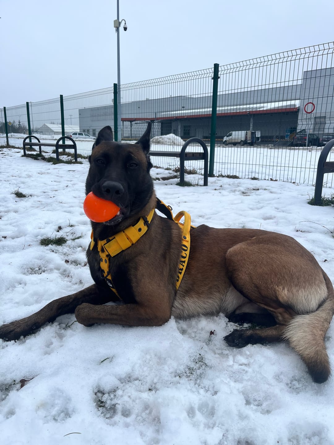 Customer photo review of Szelki dla psa typu guard z imieniem - Personal Harness