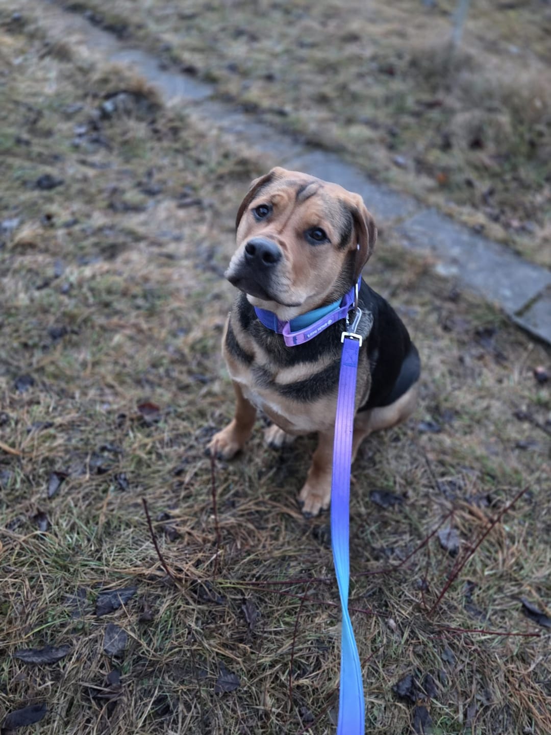 Customer photo review of Comfort Control Dog Collars