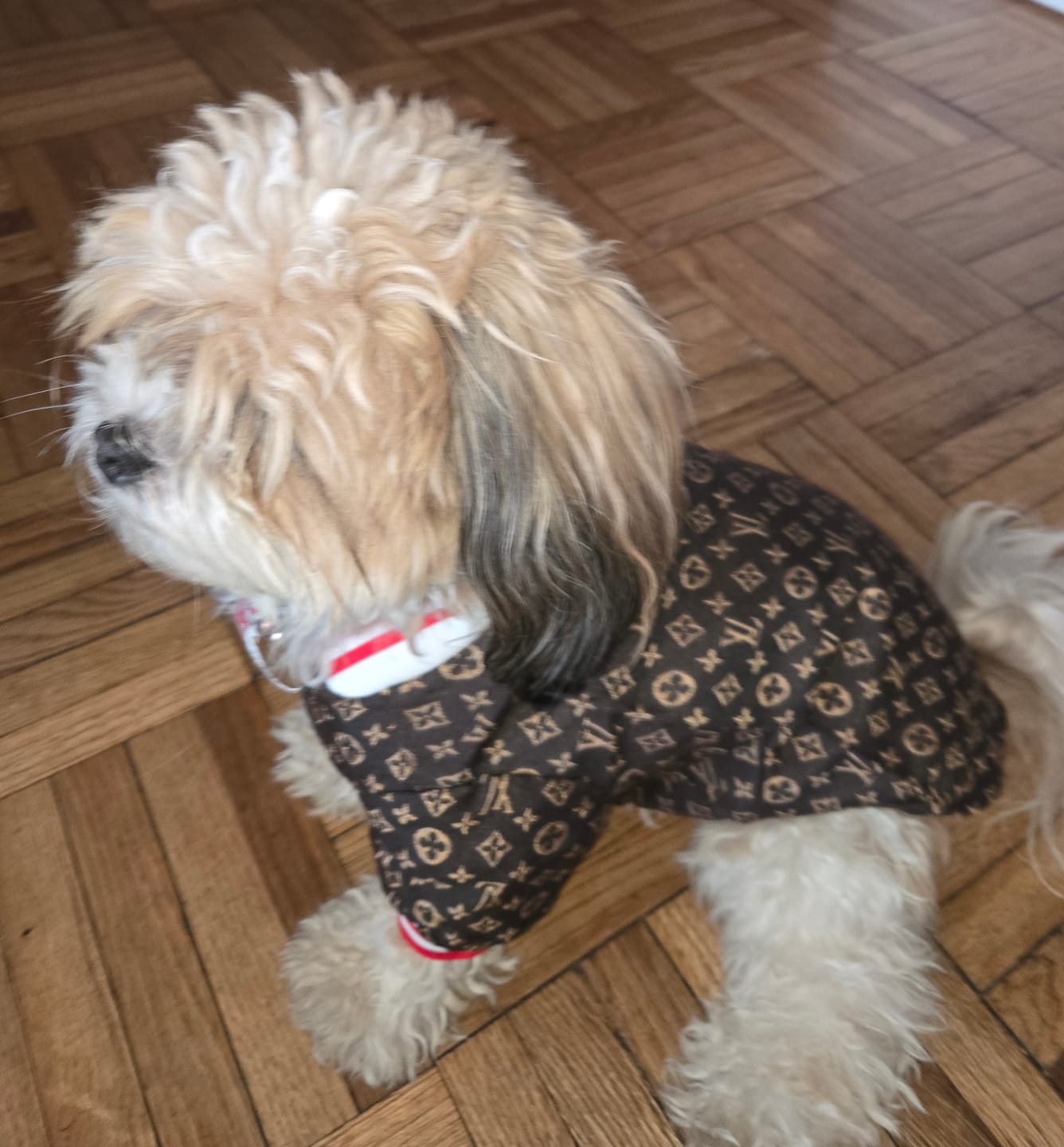Customer photo review of LV Zip Up Bomber Doggo Fresh Jacket