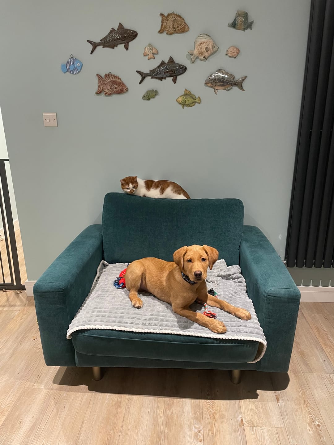 Customer photo review of Natural Scottish Salmon Oil