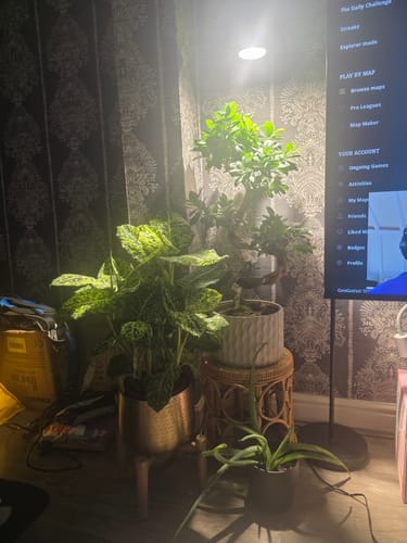 Customer photo review of Pianta 30 Grow Light LED Bulb