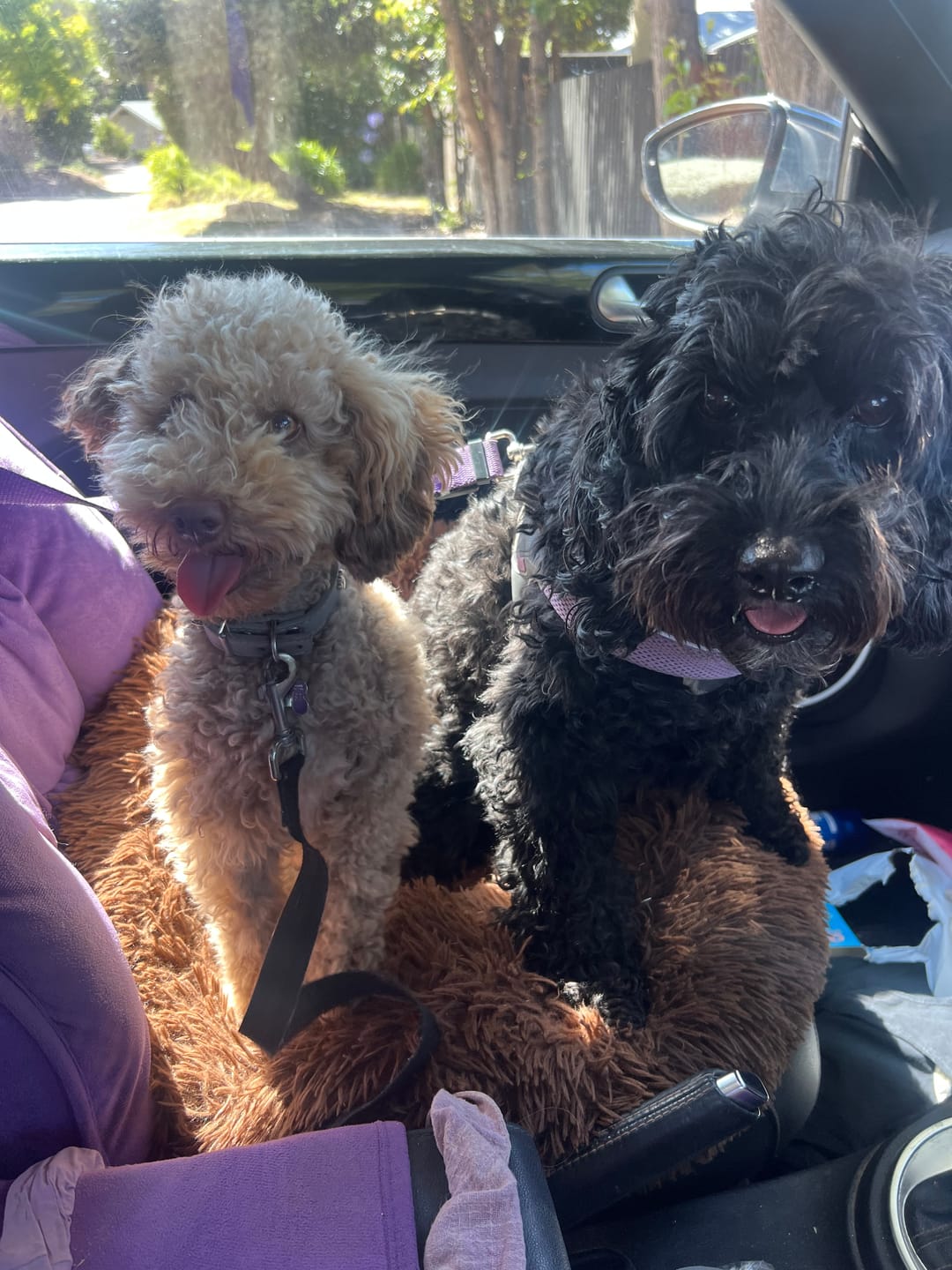 Customer photo review of Bugsy's Air-Dried Chicken