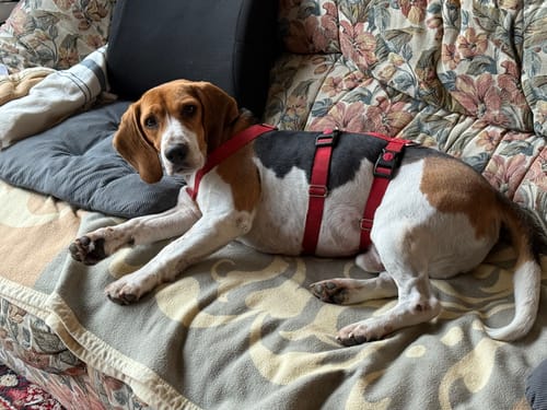 Kundenfoto zeigt einen ruhigen Hund mit rotem Geschirr, der im Zusammenhang mit einer Bewertung für Relax Time auf einem Sofa liegt.