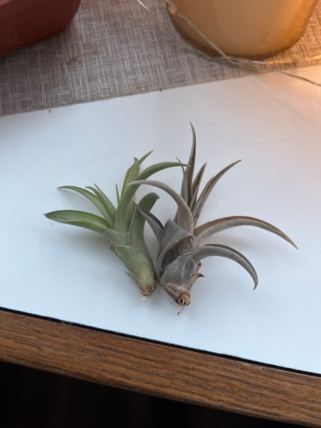 Customer photo review of Capitata  Peach  (Easy Care)