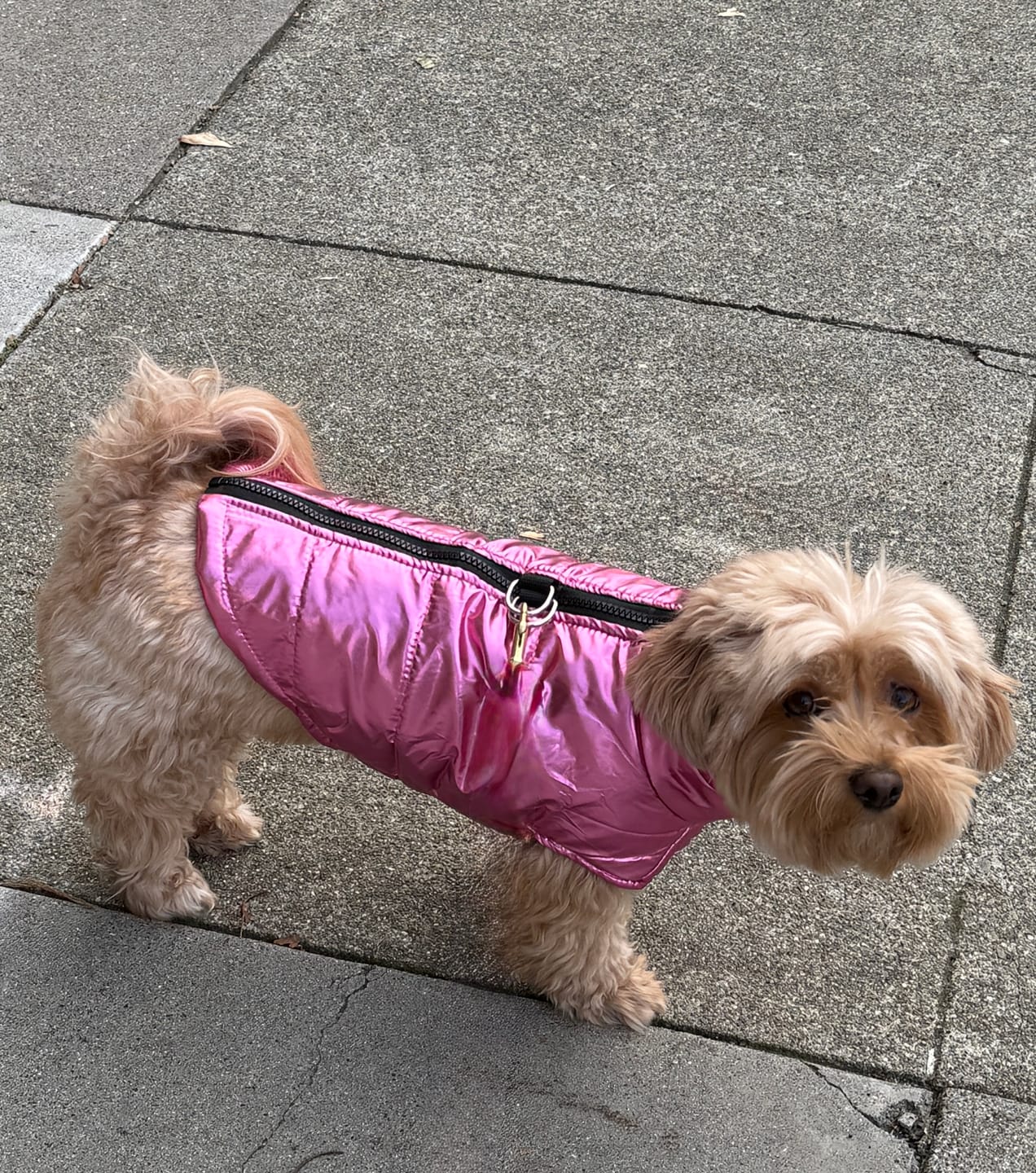 Customer photo review of Waterproof Winter Dog Jacket