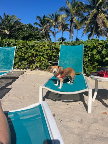 Customer photo review of Signature Silver Bones