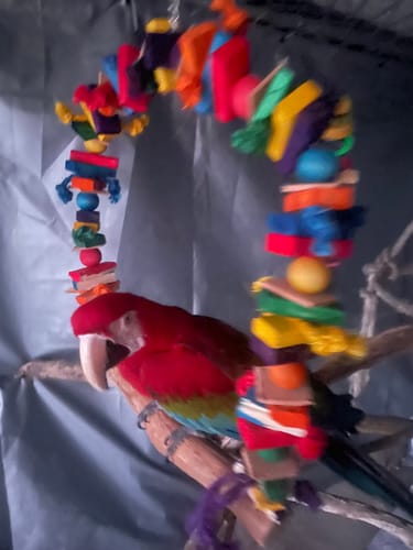Customer photo review of 1111 Huge Pyramid Rope Swing