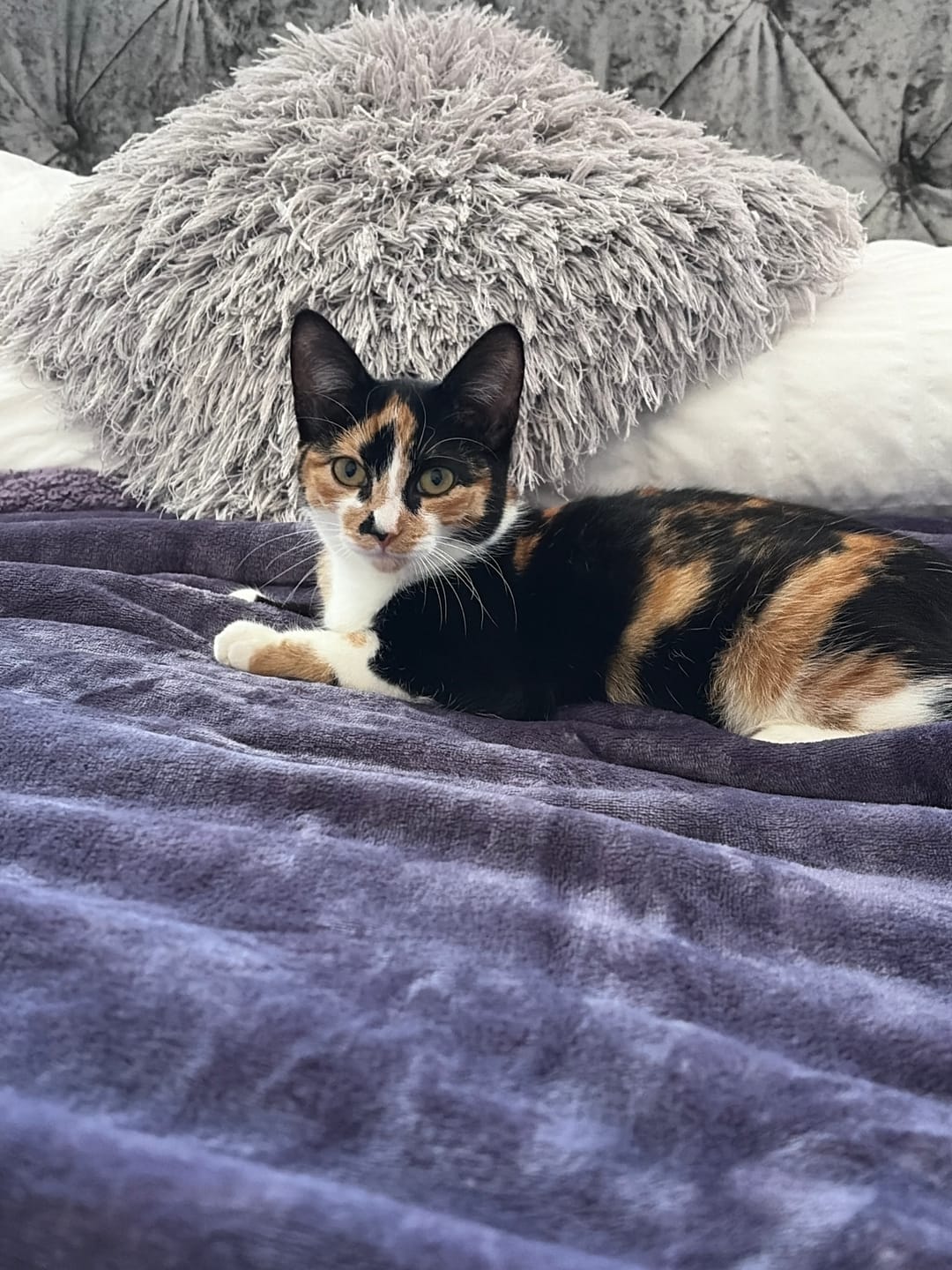 Customer photo review of Waterproof Splash Blanket™ - Purple Smoke The OG
