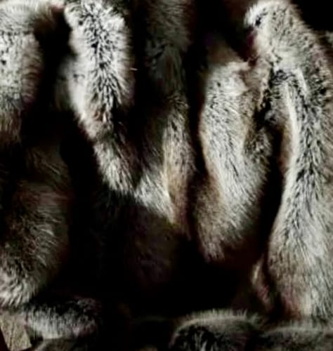 Customer photo review of WÛLF Blanket, By SĀNTI