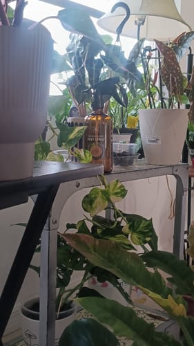 Customer's amber bottle of Houseplant Pest Spray on a metal shelf surrounded by lush green houseplants.