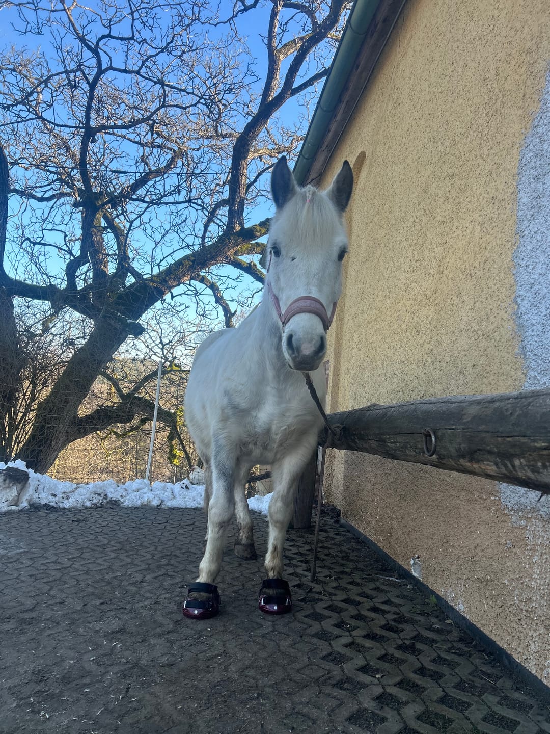 Customer photo review of Renegade® Viper Shield™ Hoof Boot - Dark Rose