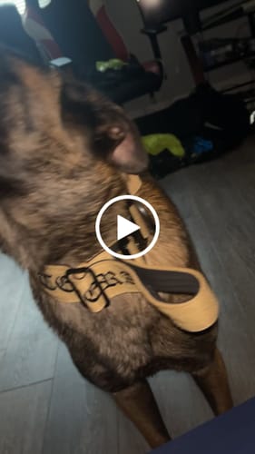 Customer video review of 5cm Combat® Collar | With Handle & Secure Clip - Tan