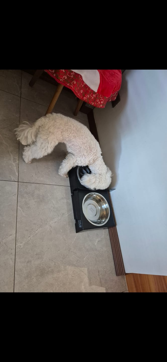 Customer photo review of Comedero Elevado THE DOGS Postura correcta en cada comida
