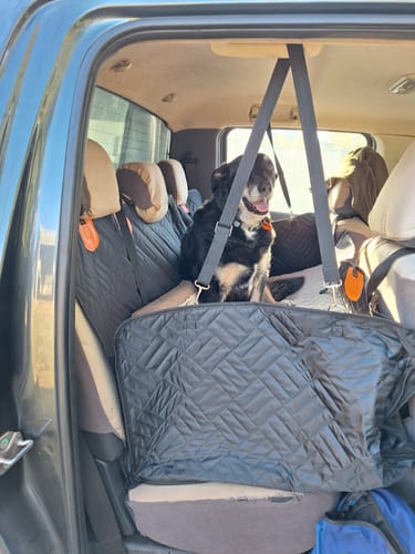 Customer photo review of PupQuest™ - Dog Seat Cover 60% OFF + FREE Dog Buckle