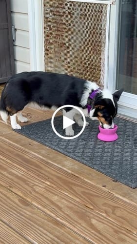 Customer photo review of Freezflower Cup -  Frozen Treat Cup for Calm, Happy Dogs
