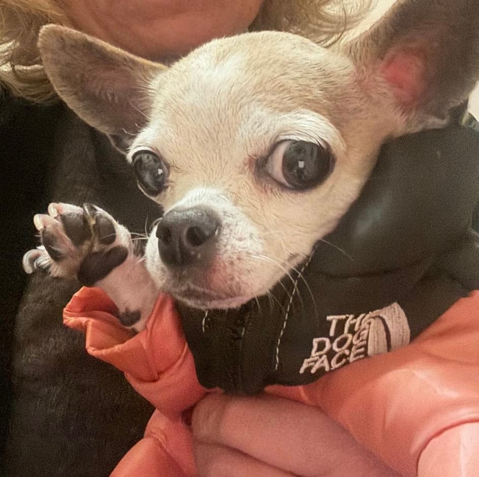Customer photo review of The Dog Face Piumino