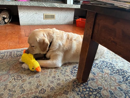 Customer photo review of Duck™ - Il Pupazzo Indistruttibile