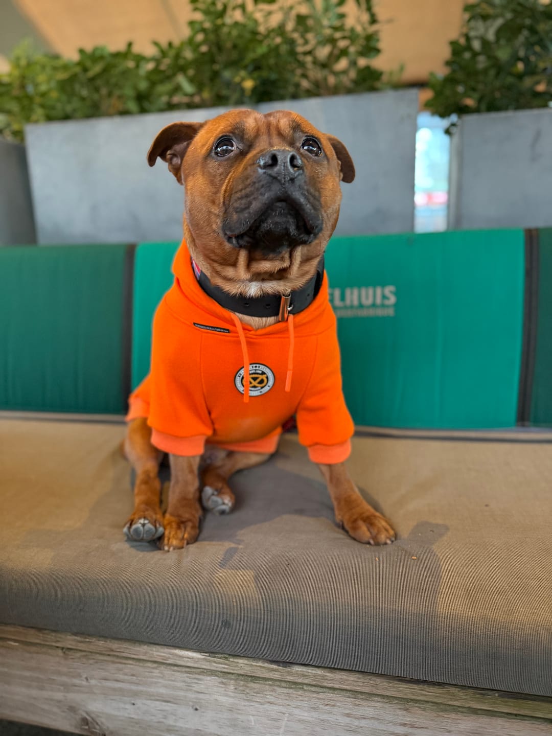 Customer photo review of Staffordshire Bull Terrier 1935® Hoodies - Orange